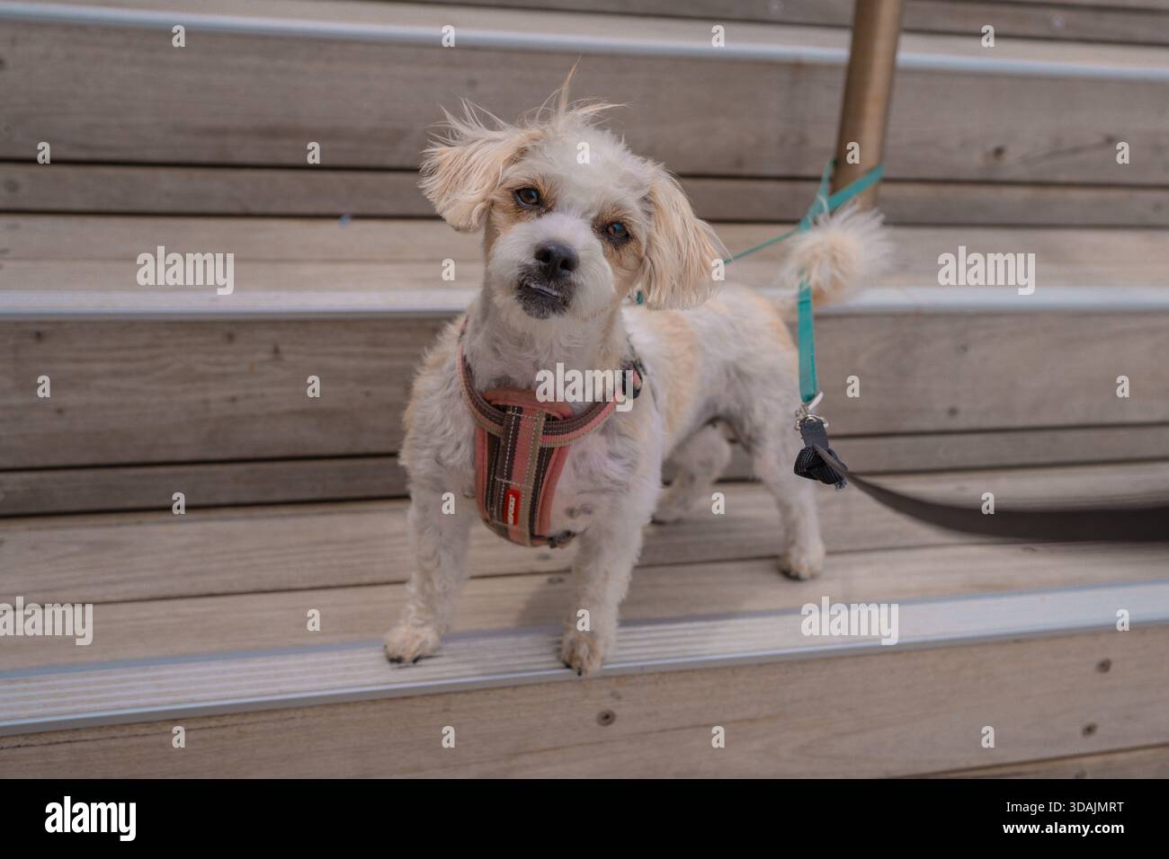 Jack Russell Cross Poodle Jackapoo smarty and cheeky on beach Stock Photo