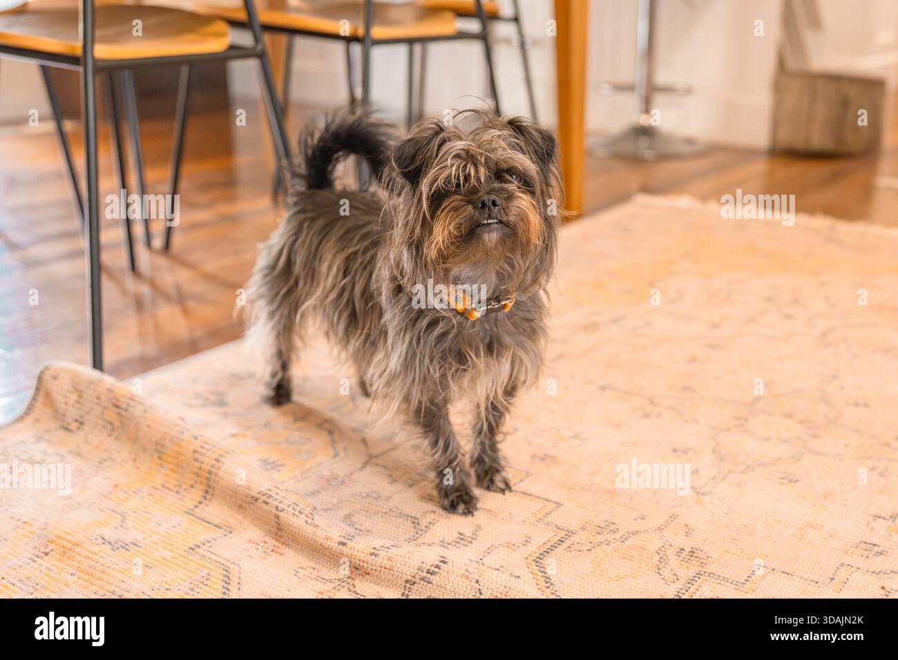 Black Silky smart cute mutt under table Stock Photo