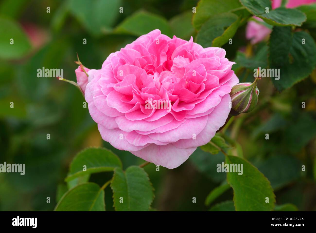 Rosa England's Rose, rose England's Rose, rosa Ausrace, Rosa Ludlow Castle, shrub rose, clusters double blooms of delicate apricot and pink Stock Photo
