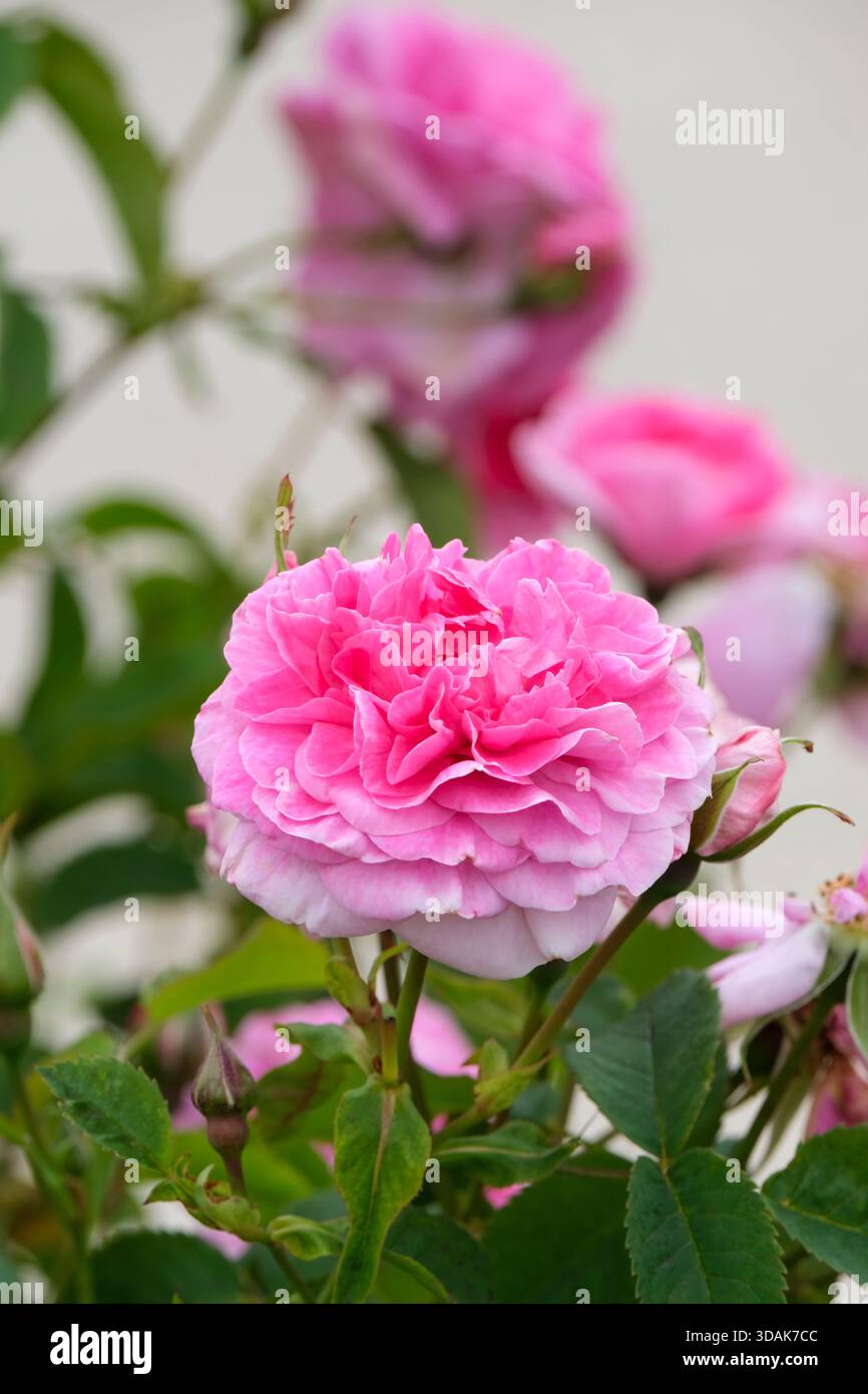 Rosa England's Rose, rose England's Rose, rosa Ausrace, Rosa Ludlow Castle, shrub rose, clusters double blooms of delicate apricot and pink Stock Photo