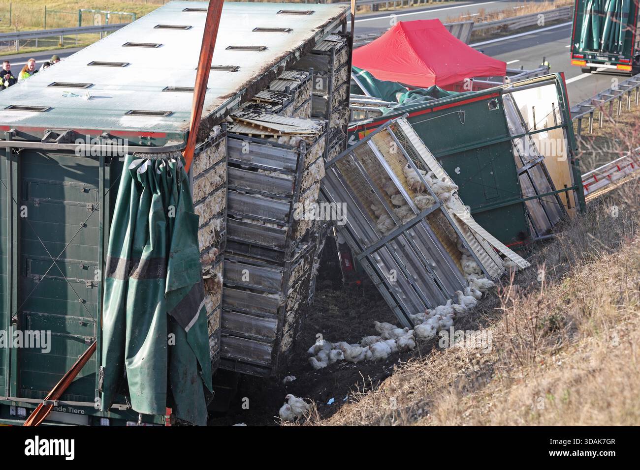 Thale, Germany. 11th Dec, 2025. A truck carrying 5000 chickens has crashed on the A36 highway. The animals are caught with the help of the fire department. Credit: Matthias Bein/dpa - ATTENTION: License plate pixelated for legal reasons/dpa/Alamy Live News Stock Photo