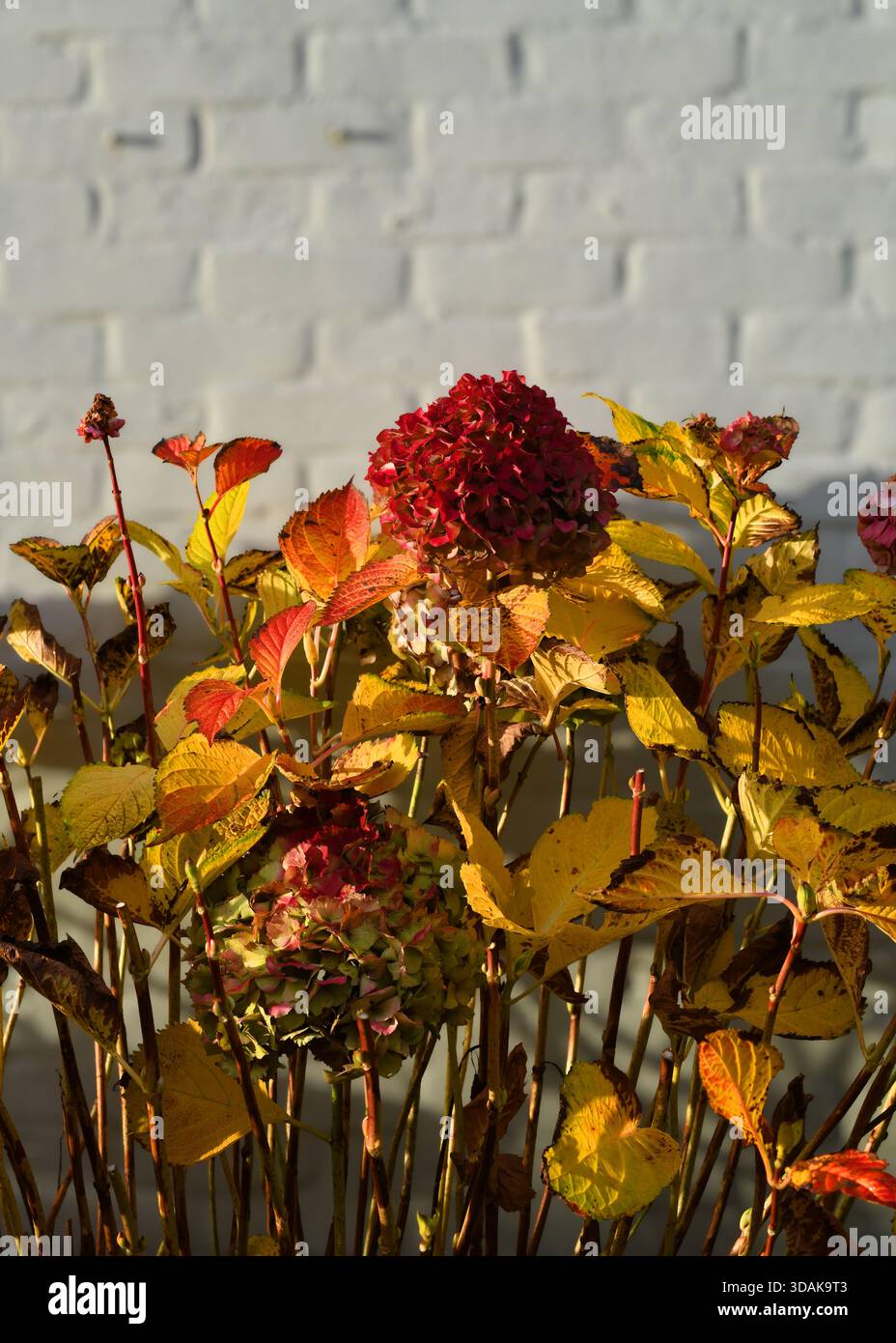 Hydrangea in autumn Stock Photo