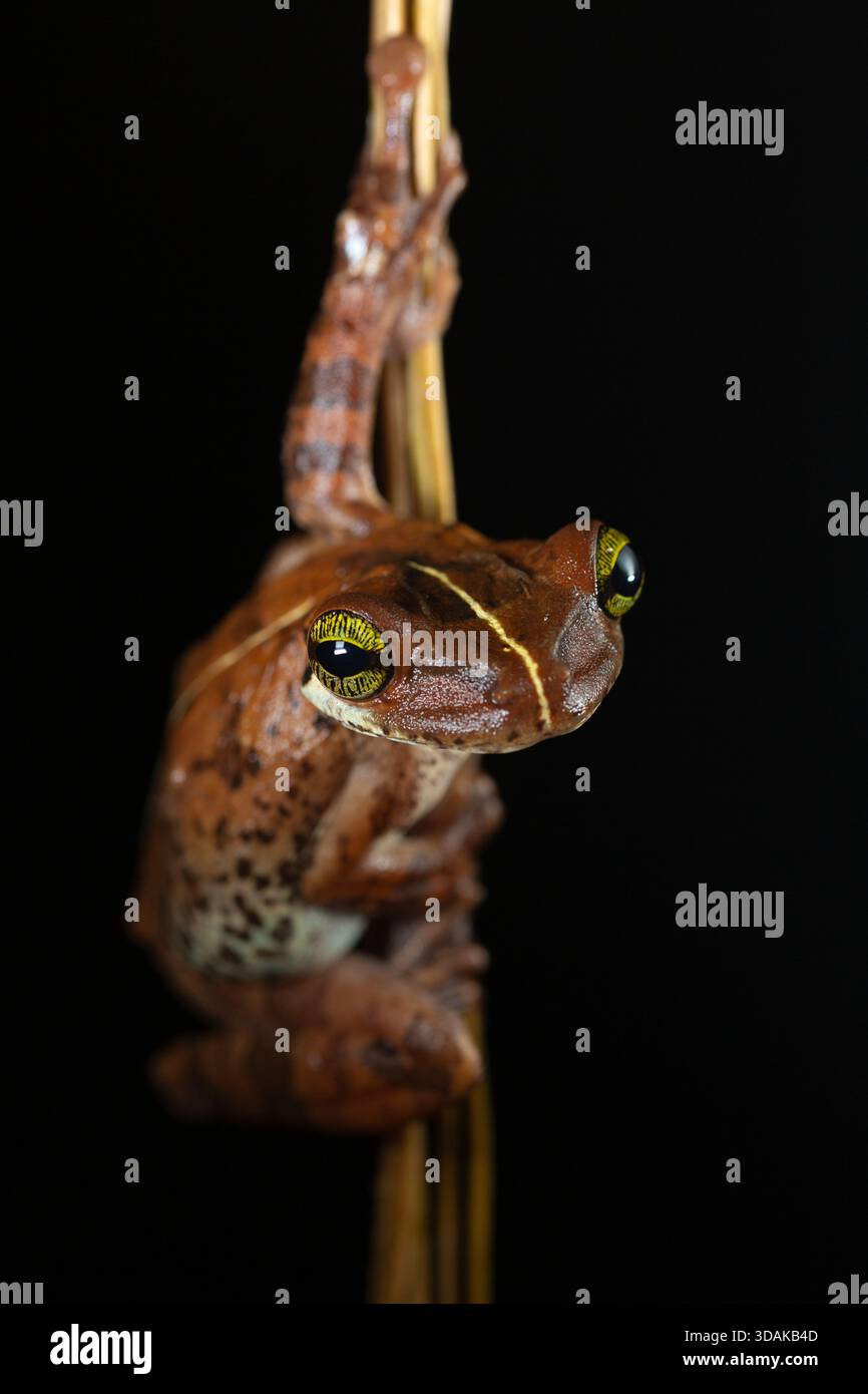 In the Amazon rainforest, South America, a brown tree frog remains still on a slender stem against a dark background. Stock Photo