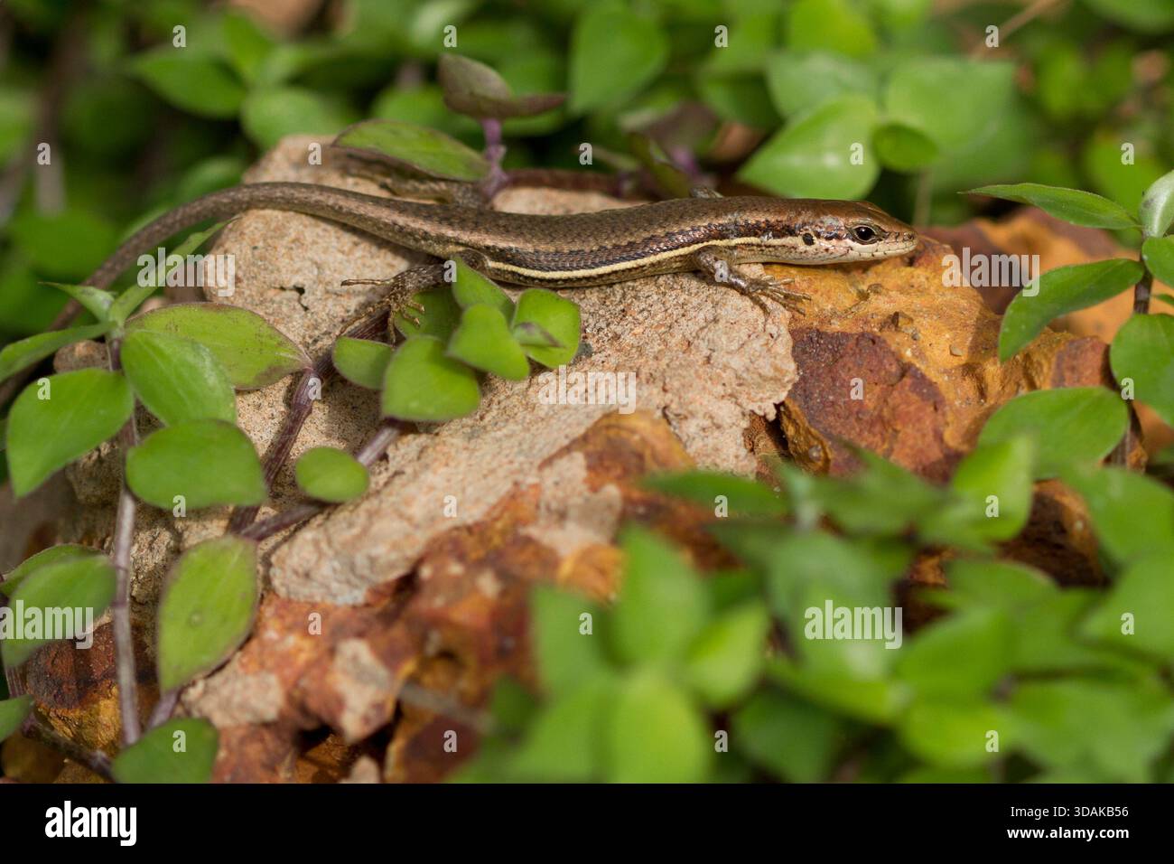 In the Bijagos Archipelago, West Africa, an African skink (Trachylepis affinis) basks on a sunlit rock. Stock Photo