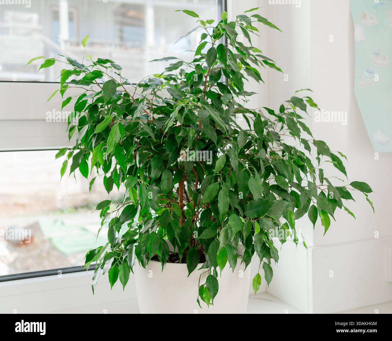 Bright indoor ficus plant standing in a white pot by a large window. Soft  natural daylight highlights the lush green foliage, creating a fresh, airy  Stock Photo - Alamy
