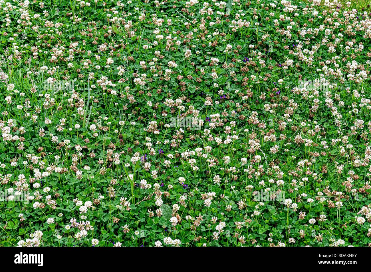 Uncut grass for pollinators hi-res stock photography and images - Alamy