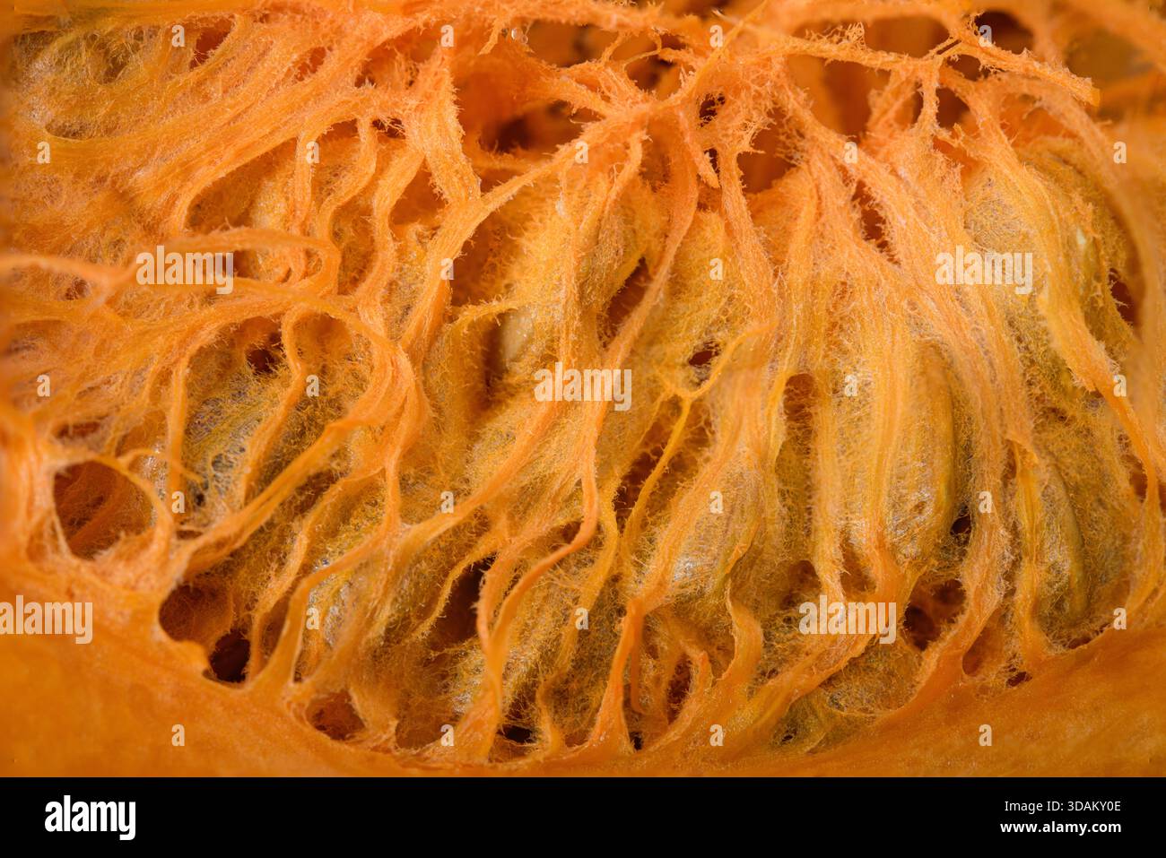 Close-up of fibrous pumpkin interior with tangled orange seed strands. Stock Photo