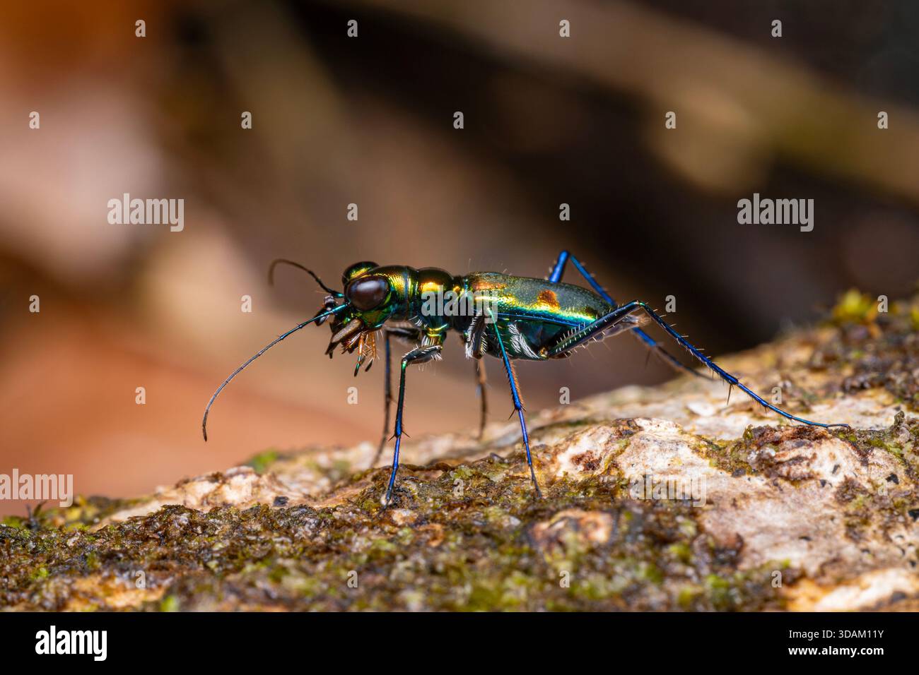 Blue metallic beetle hi-res stock photography and images - Alamy