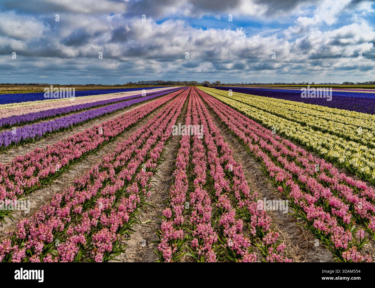 Colourful rows of flowering bulb fields on Texel island in the Netherlands under a dramatic cloudy sky during spring. Stock Photo