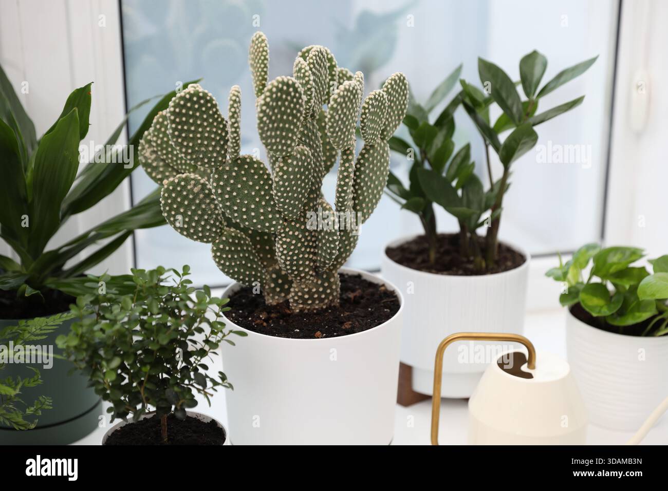 Beautiful prickly pear cactus in pot, watering can and other houseplants on  windowsill indoors, closeup Stock Photo - Alamy