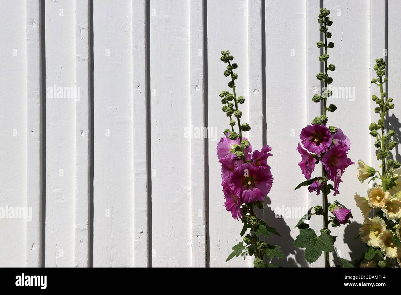 Garden fence with hollyhocks hi-res stock photography and images - Alamy