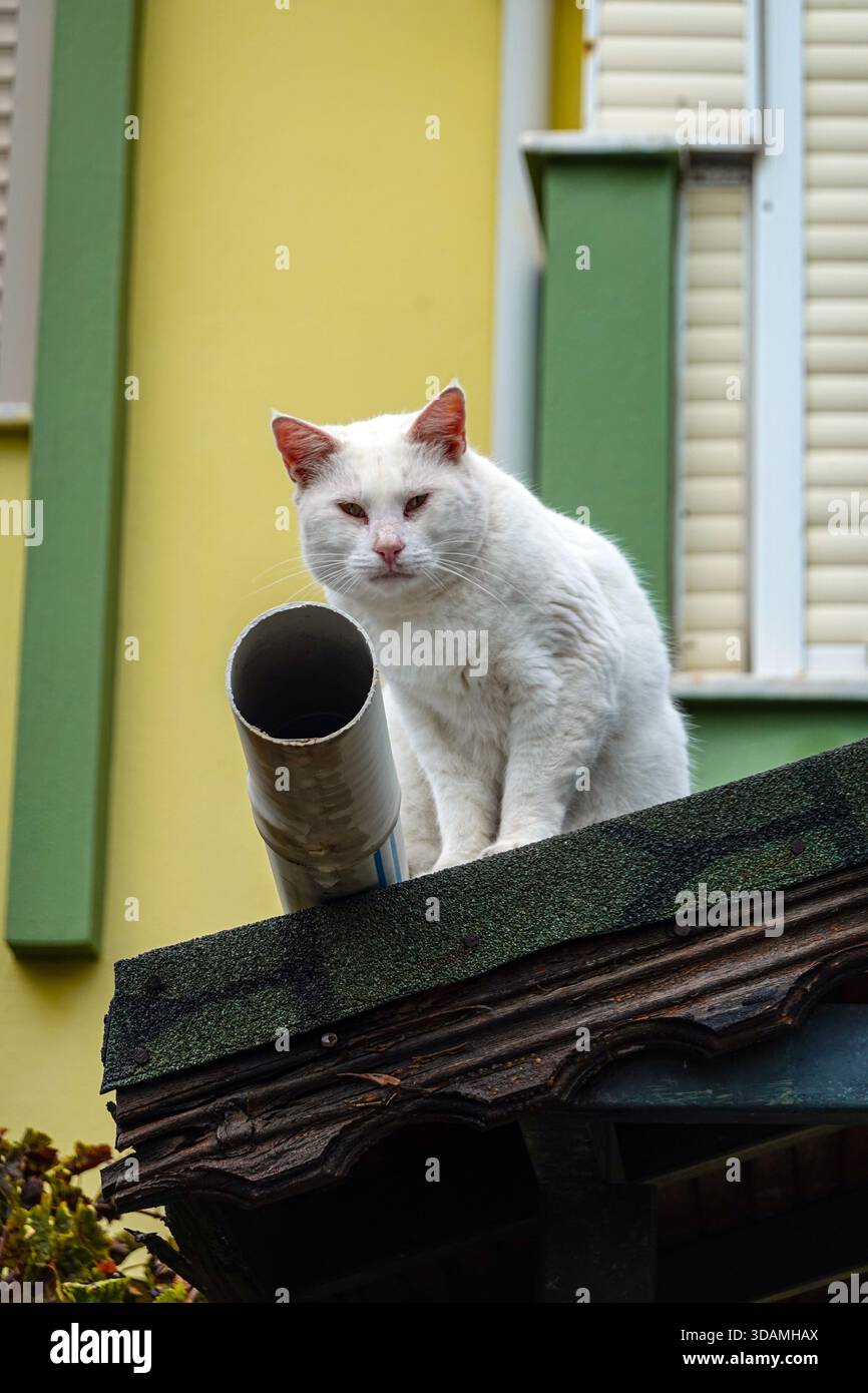 Cat, feral cat, Winter out of tourist season in Marmaris, Mugla, Turkey Stock Photo