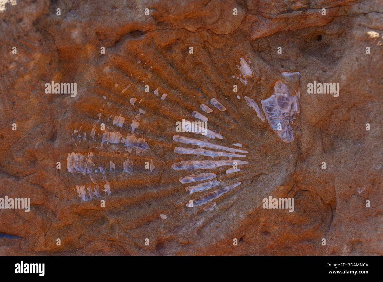 Shell Stone Structure Within geological structures hi-res stock photography and images - Alamy