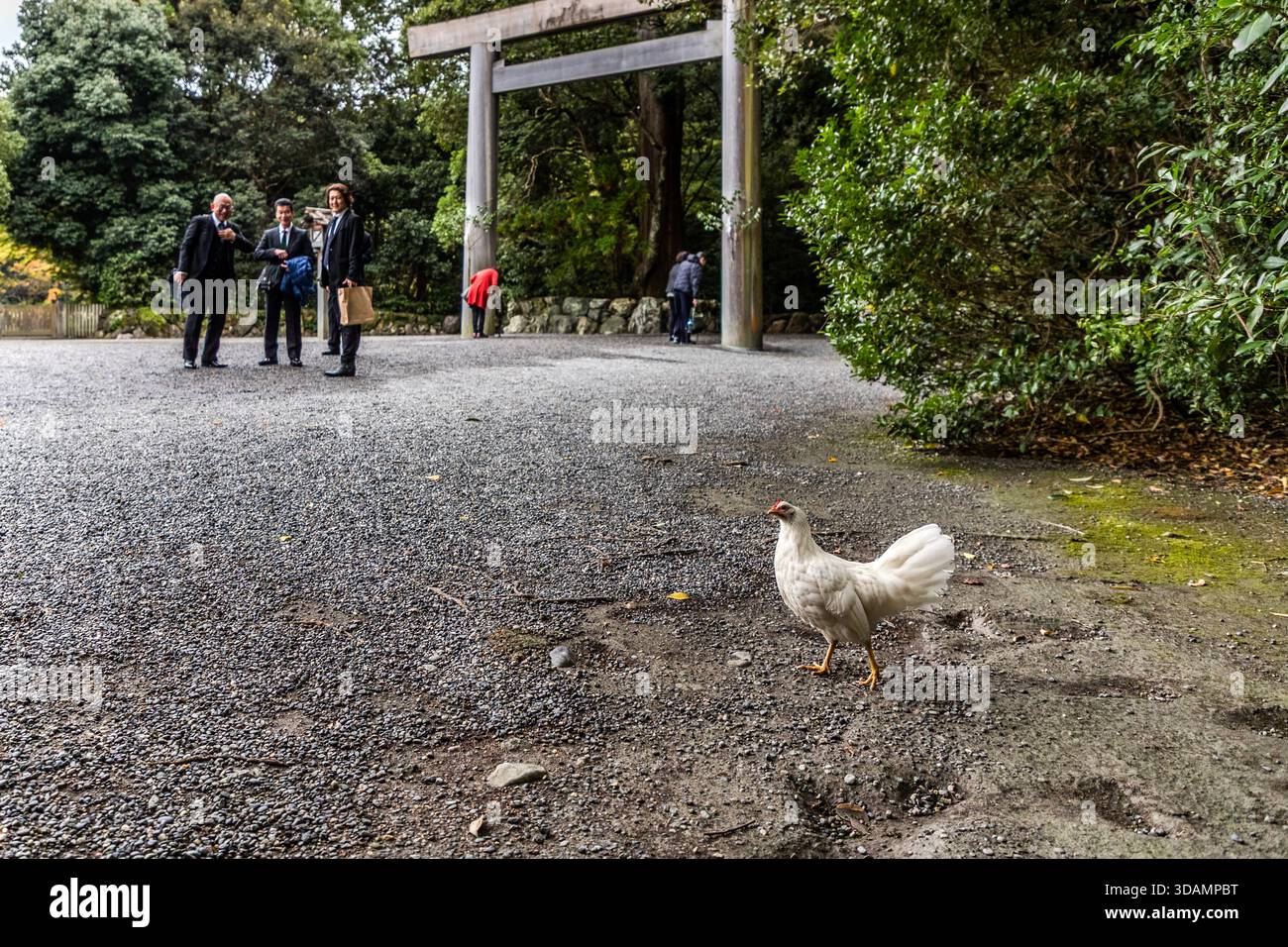 White chickens roam the grounds of Kotaijingu, revered as sacred messengers, or shinkei. Ise, Mie Prefecture, Japan. Stock Photo