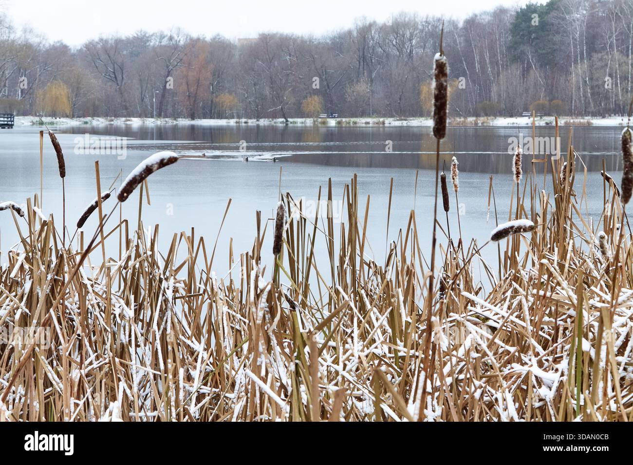 Realistic Nature Scene created on Craiyon, image size:1300x956