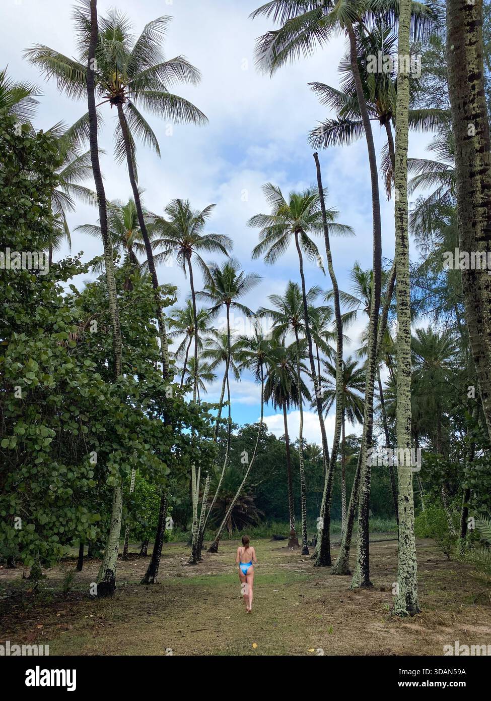 Woman walking among the beautiful landscape in Hawaii. Tall, lush palm trees towering over a female solo traveler. - Smartphone Captured Stock Image