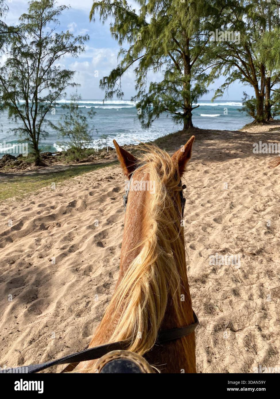Horseback riding along the beach in Hawaii, living out the coastal cowgirl dream. - Smartphone Captured Stock Image