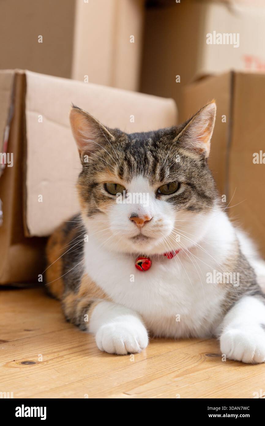 A pet cat lying down next to cardboard packing boxes stacked in a house. Stock Photo
