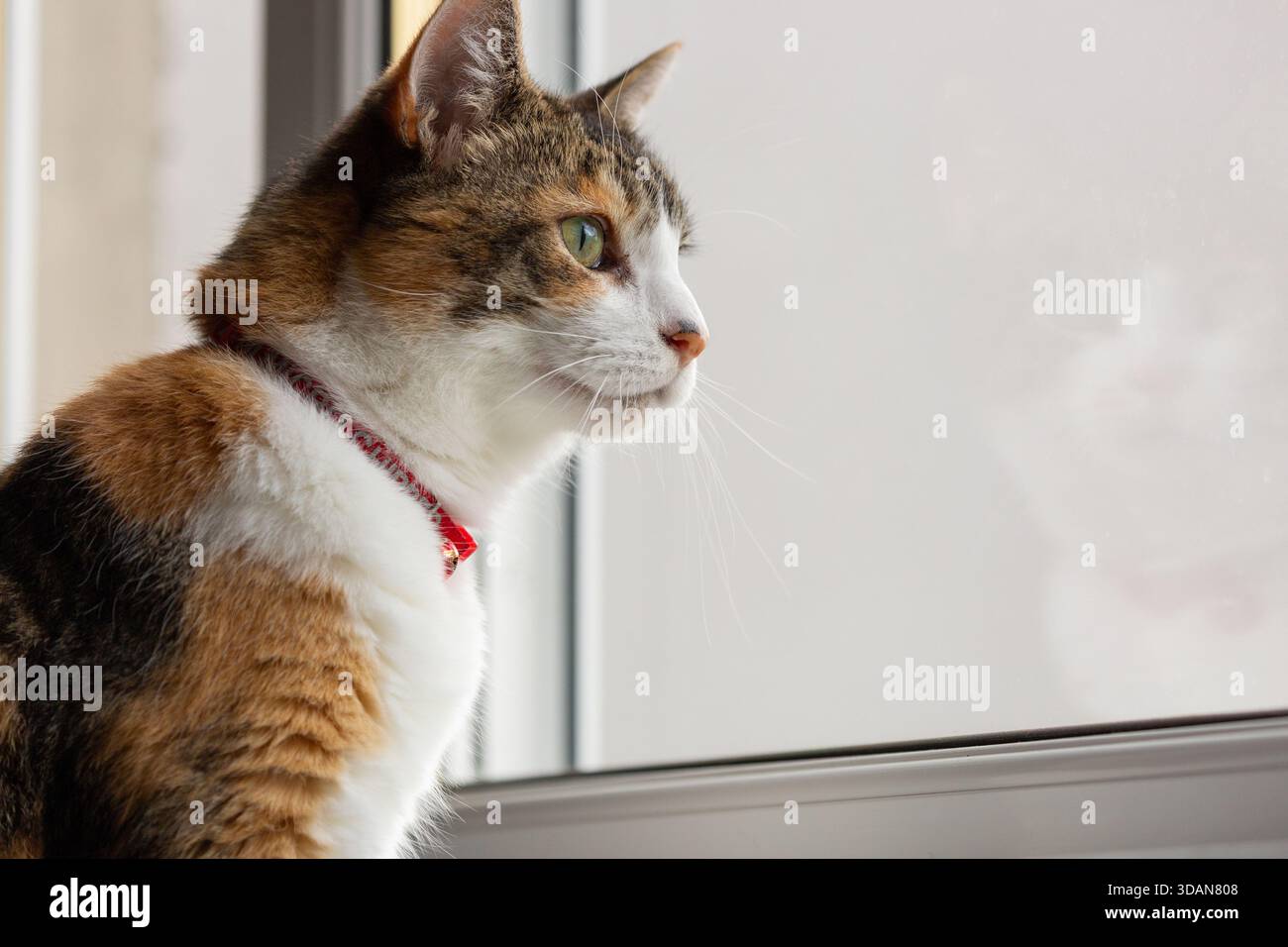 A beautiful shorthaired cat looking through the window Stock Photo