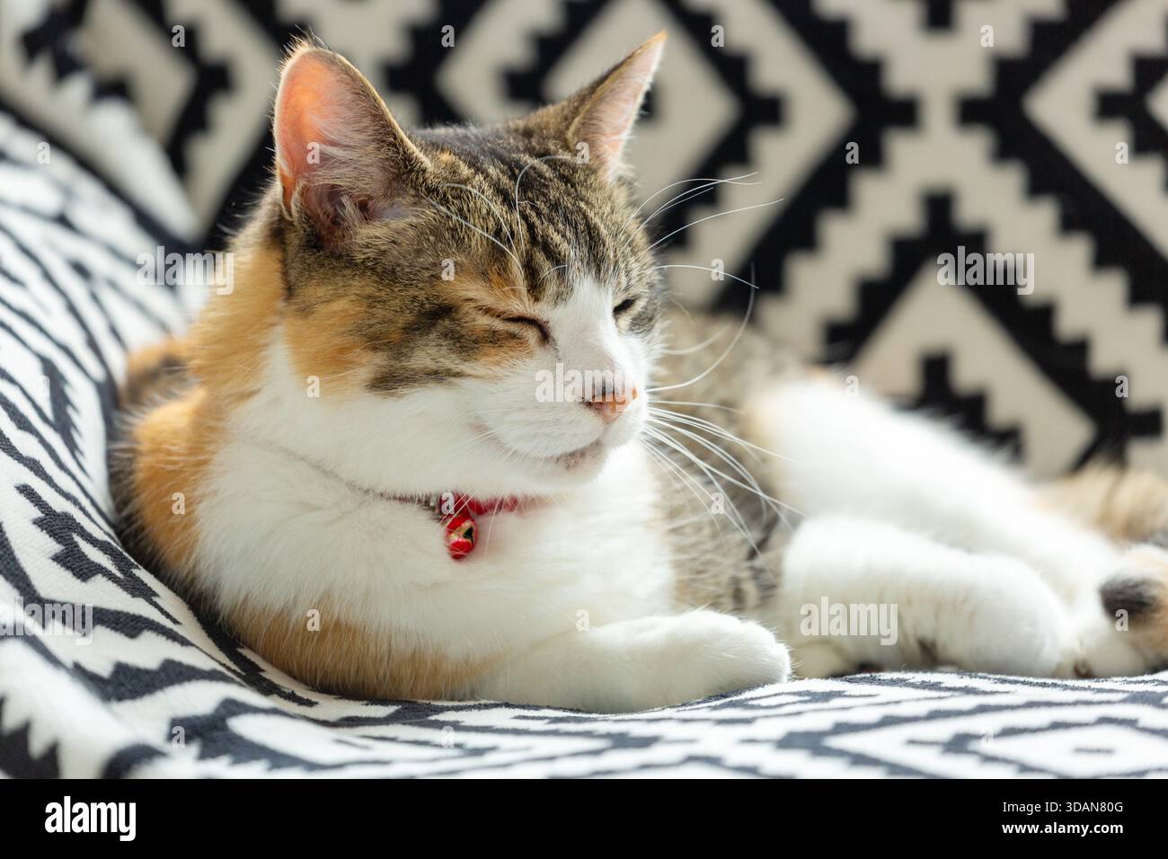 A beautiful shorthaired cat sleeping on a sofa Stock Photo