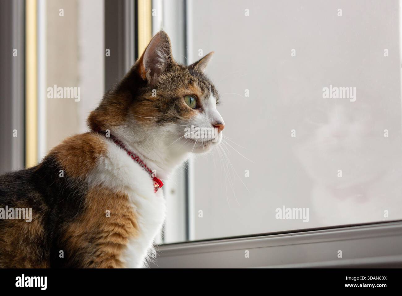 A beautiful shorthaired cat looking through the window Stock Photo