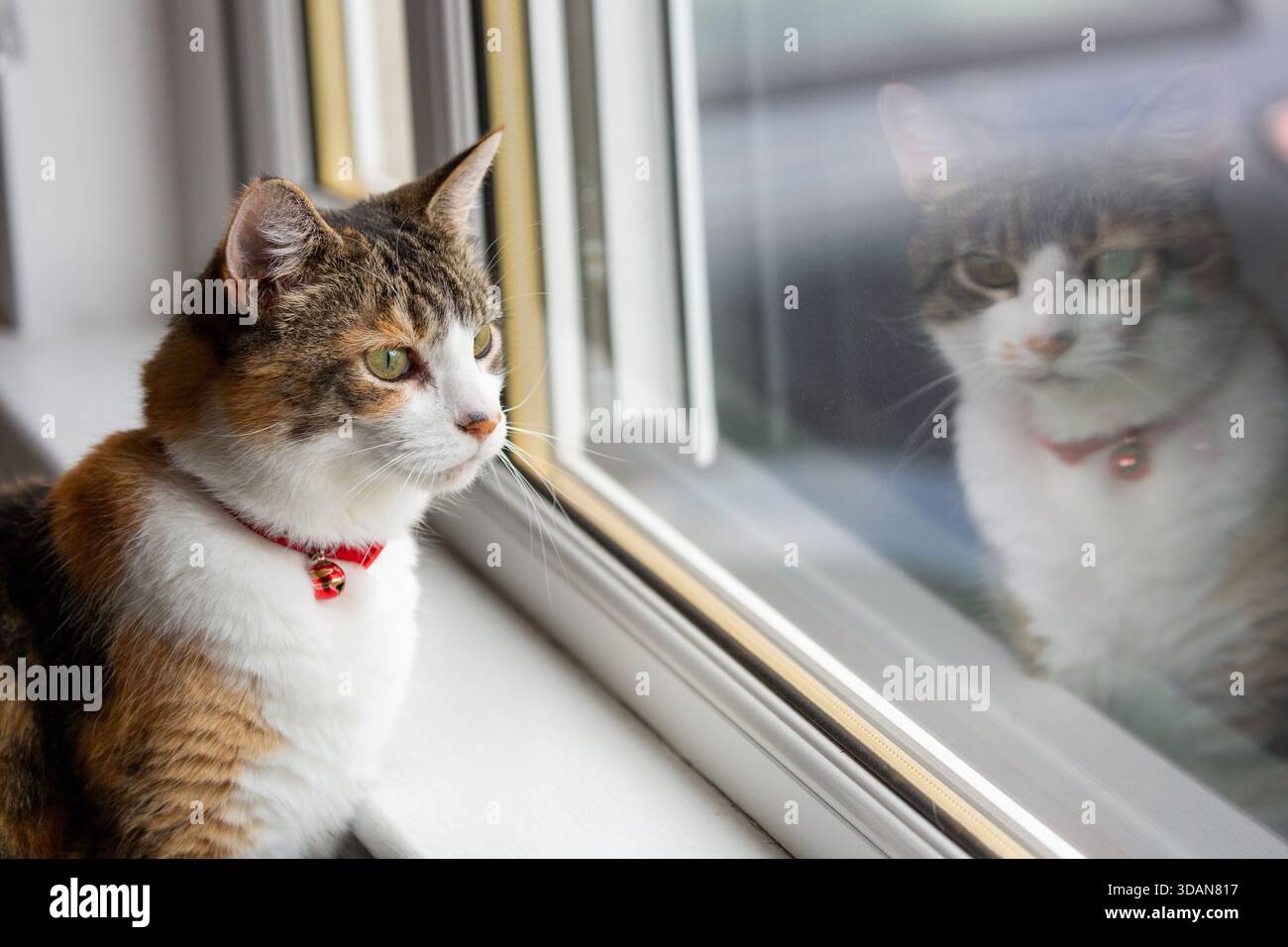 A beautiful shorthaired cat looking through the window Stock Photo