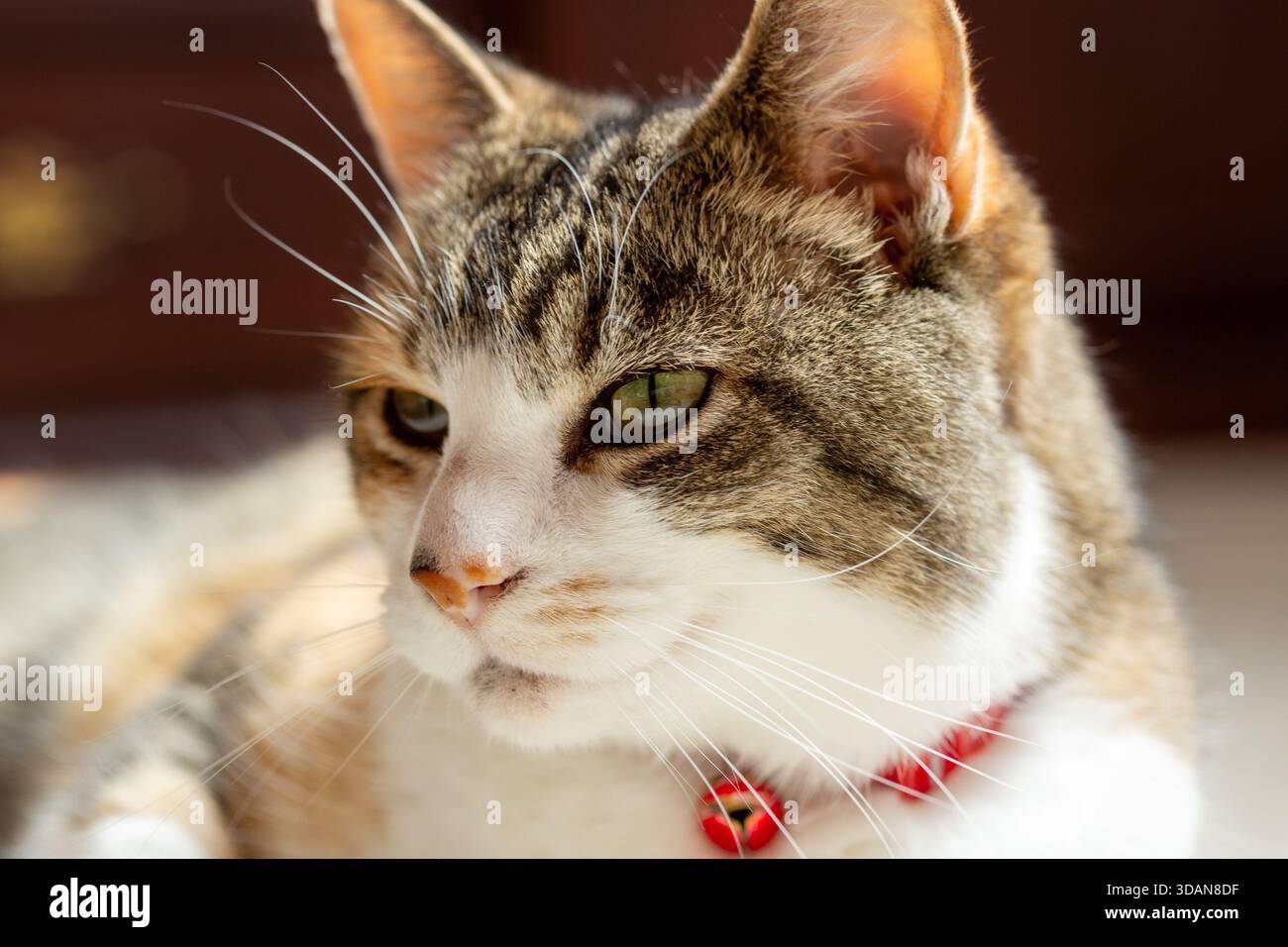 Close up of a  beautiful shorthaired cat Stock Photo