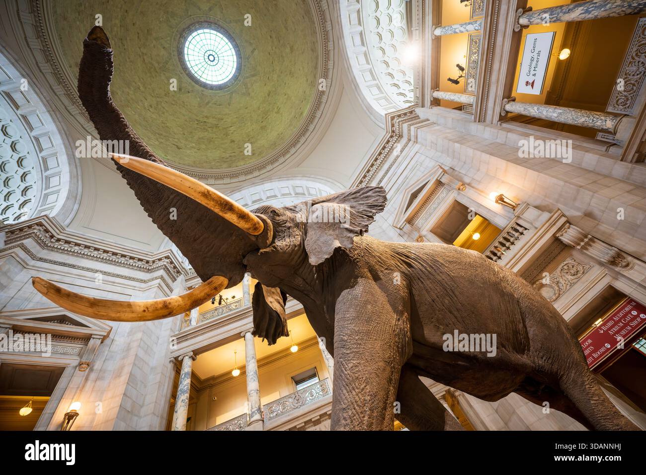 Smithsonian Natural History Museum Henry the Elephant Washington DC ...