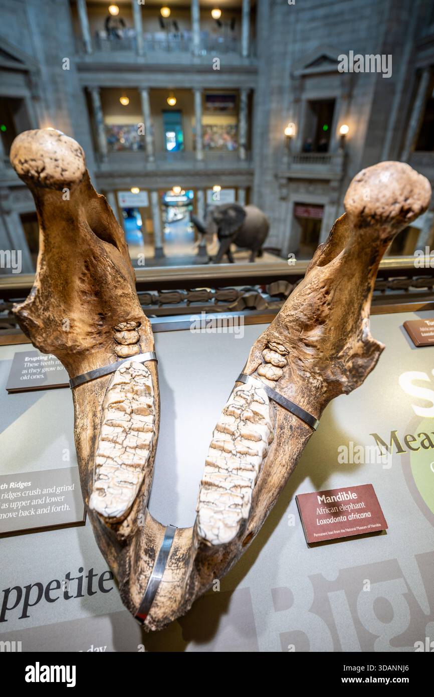 African elephant mandible hi-res stock photography and images - Alamy