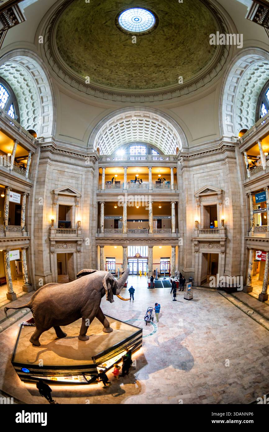 Smithsonian National Museum Of Natural History Henry The Elephant ...