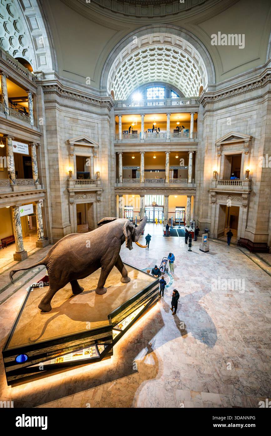Elephants big bodies big impacts hi-res stock photography and images ...