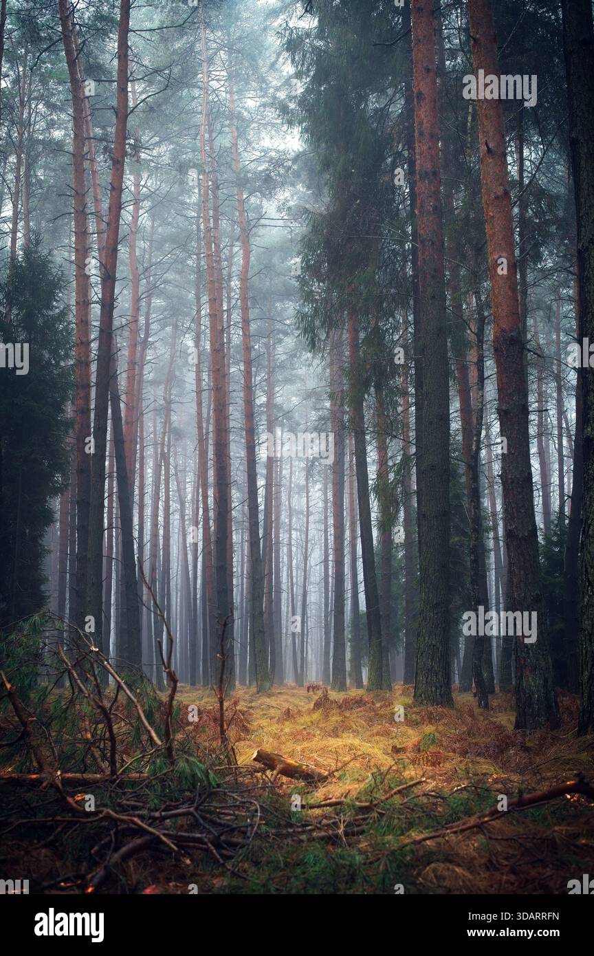 Dense pine trees shrouded in hi-res stock photography and images - Alamy