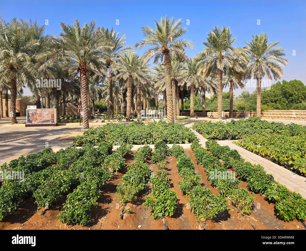 Wadi Riyadh Farming along Wadi Hanifa by the ancient ruins of Diriyah, near Riyadh ...