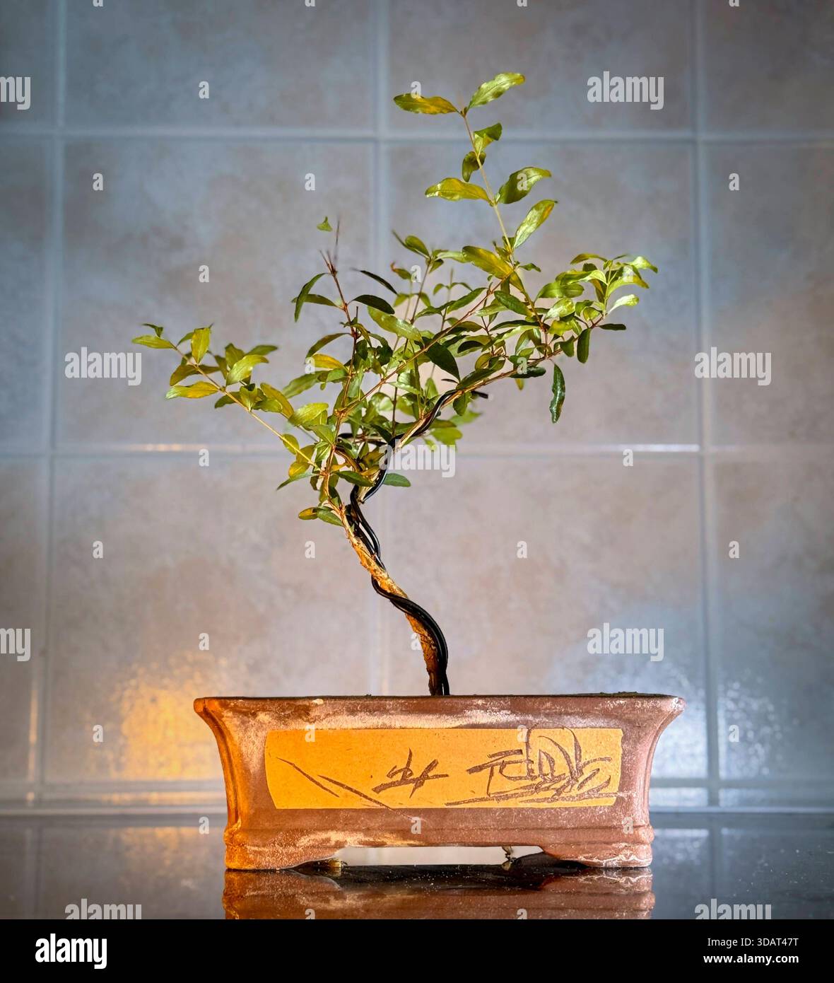 Bonsai bumchen hi-res stock photography and images - Alamy