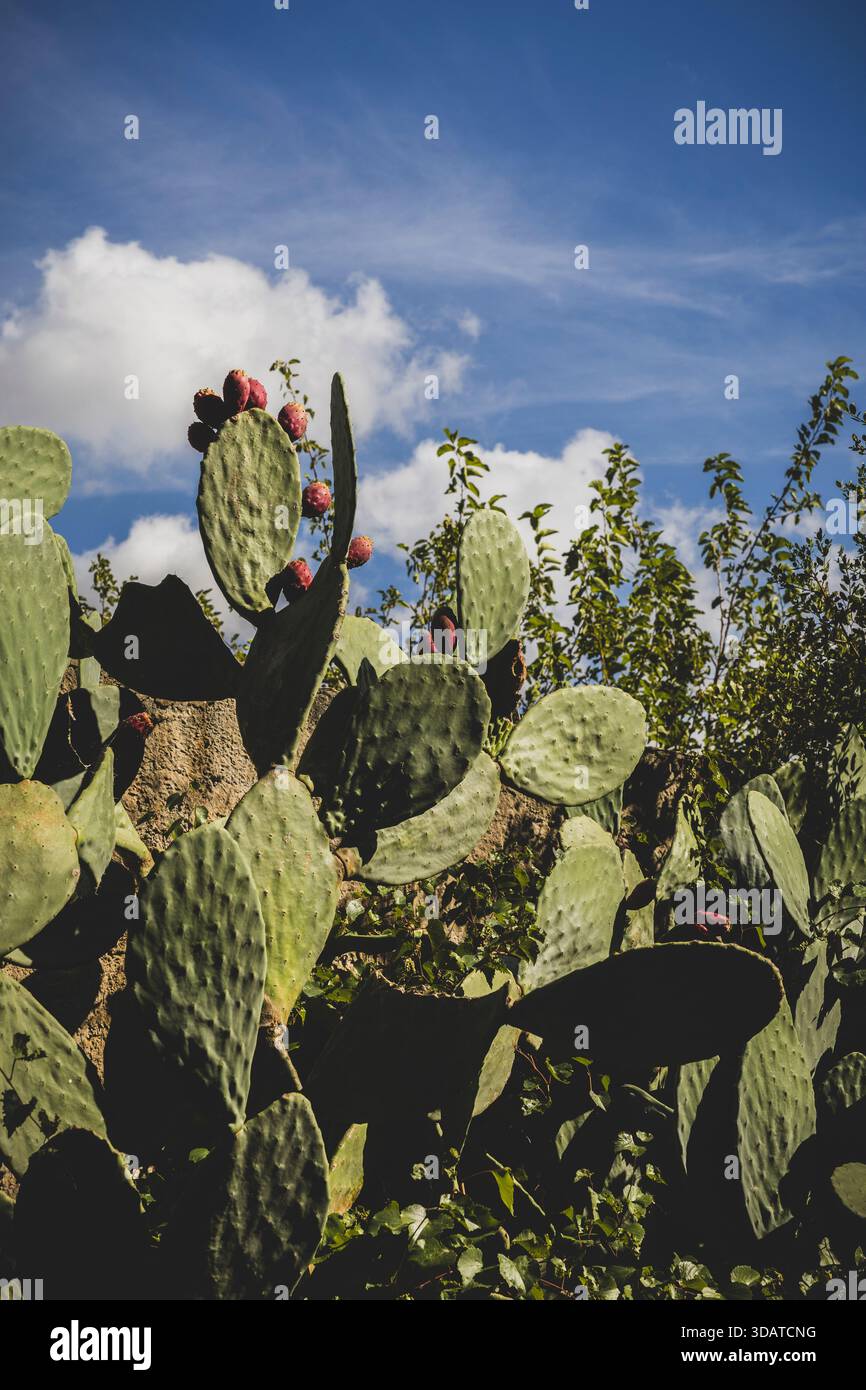 cactus singing toy Dancing Cactus Toy main image 0