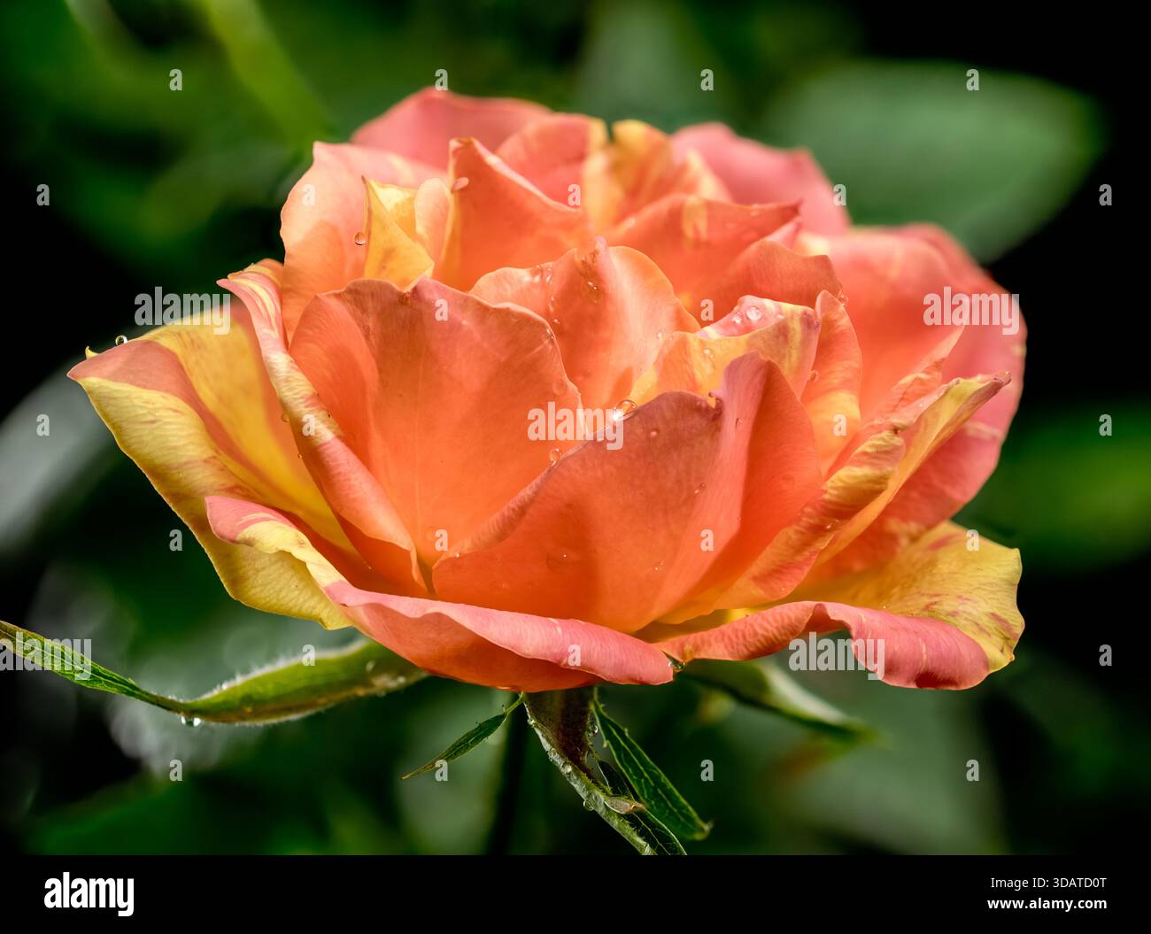 Orange and Yellow Striped Rose Bud Backdrop Stock Photo