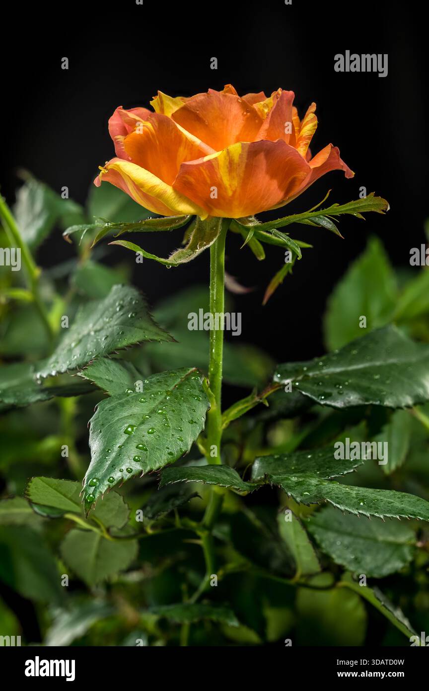 Orange and Yellow Striped Rose Bud Backdrop Stock Photo