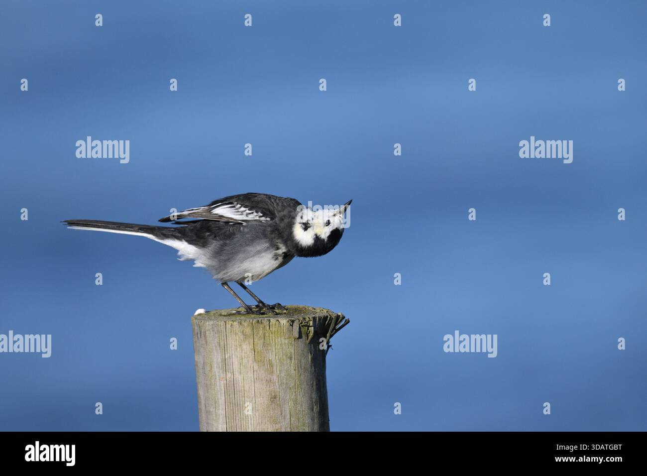 Pied Wagtail - Motacilla alba yarrellii Stock Photo
