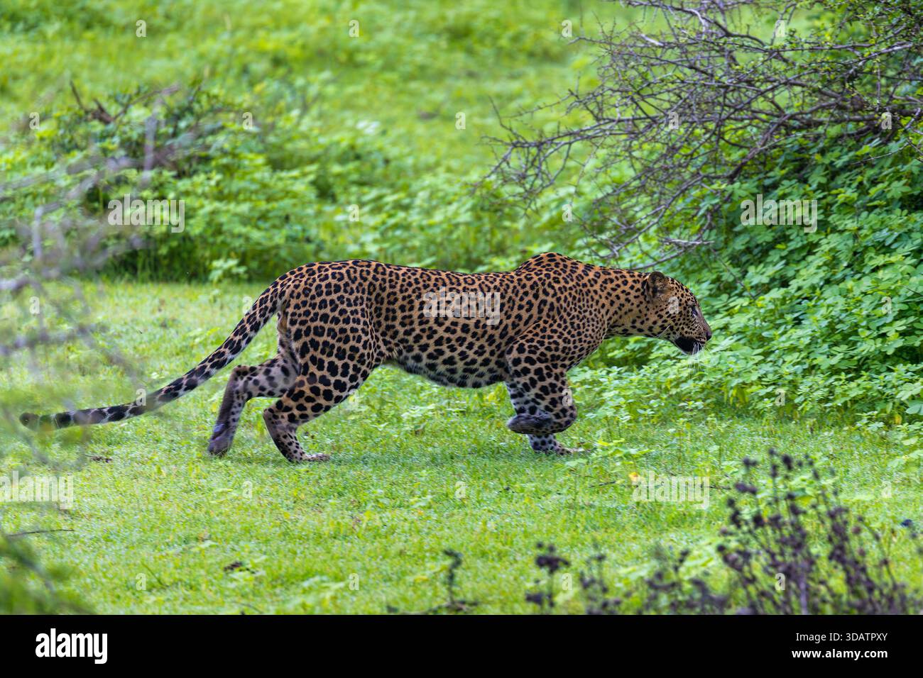 Leopard running hi-res stock photography and images - Alamy