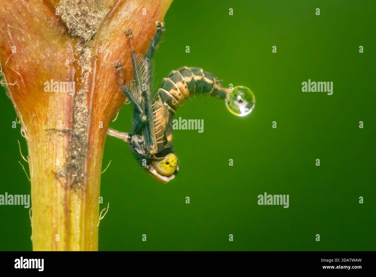 Small cicallidae hemiptera feeding on a plant in my garden on a summer afternnon with blurred background and copy space Stock Photo