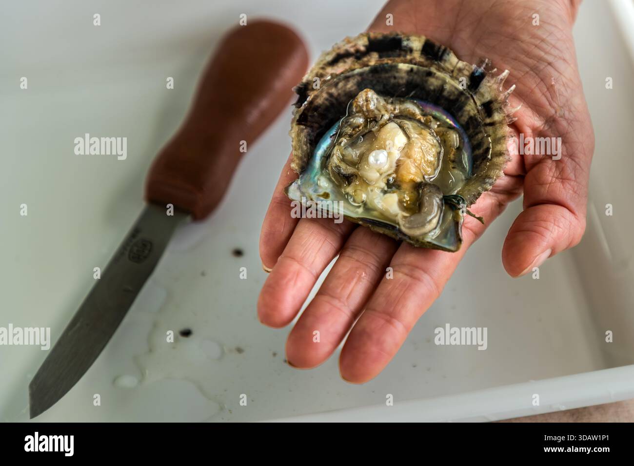 The oyster is opened. During ‘pearl picking’, participants feel around inside the oyster for the pearl. Shinju no Sato, Shima in Mie Prefecture, Mie, Japan Stock Photo