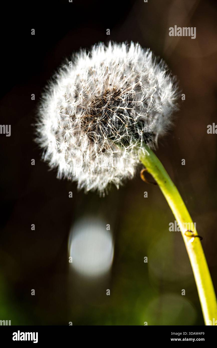 Close-up of a dandelion seed head, glowing in the sunlight. The delicate  seeds are ready to be dispersed by the wind Stock Photo - Alamy