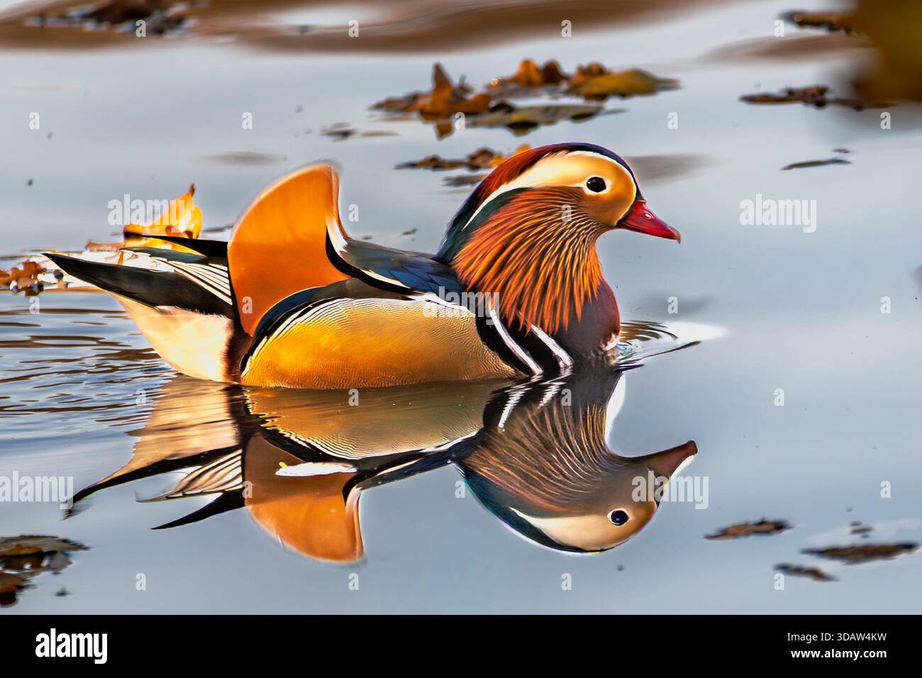 A vibrant Mandarin duck swims gracefully on a calm lake, its plumage ...