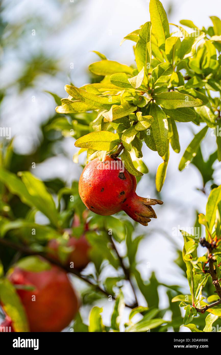 Vibrant pomegranate tree in Mtskheta, Georgia, showcasing lush green leaves and ripe red fruit. Captures the essence of Georgian nature and agricultur Stock Photo