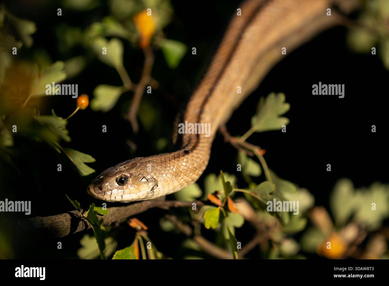 Smooth Scales Snake features distinctive scales hi-res stock photography and images ...