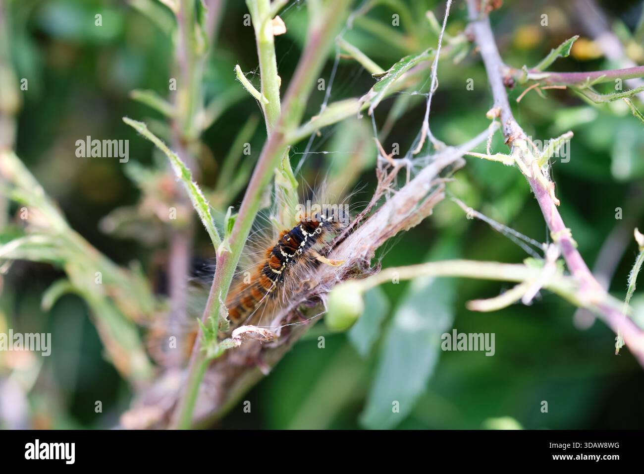 Tent caterpillar, Larvae of the Lasiocampidae Malacosoma Moth, eating hedgerow foliage, hedgerow, summer, England, UK. Stock Photo