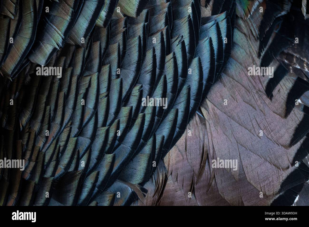 Subtle feather patterns hi-res stock photography and images - Alamy