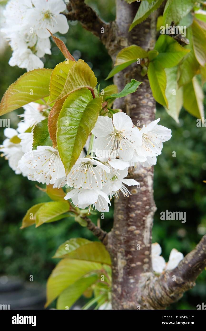 Putal Tree White petal blossom of a flowering cherry tree growing in an English ...