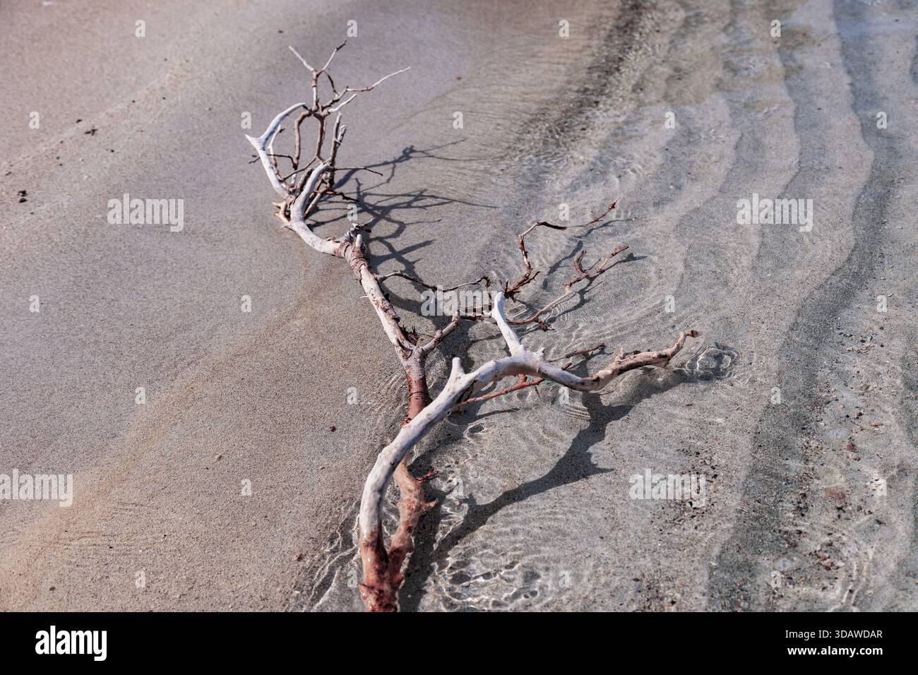 A dry branch lies on the wet sandy shore, casting intricate shadows. Gentle ripples surround the branch, creating an abstract pattern with its natural Stock Photo