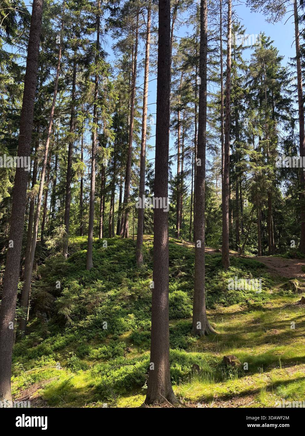 Beautiful, varied photographs are waiting for their users - Smartphone Captured Stock Image